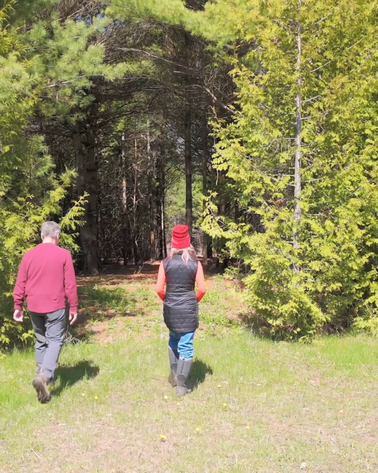 Two people walking a mown lane into a stand of pines on a restored Ontario property
