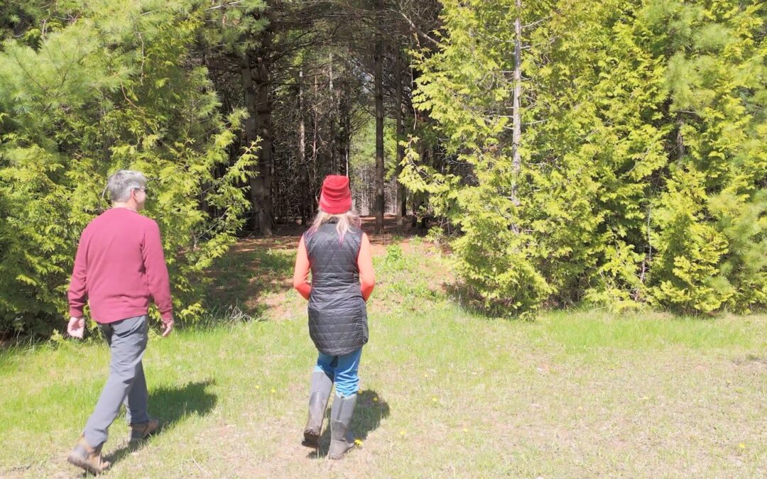 Two people crossing a mown clearing toward the edge of a mixed forest