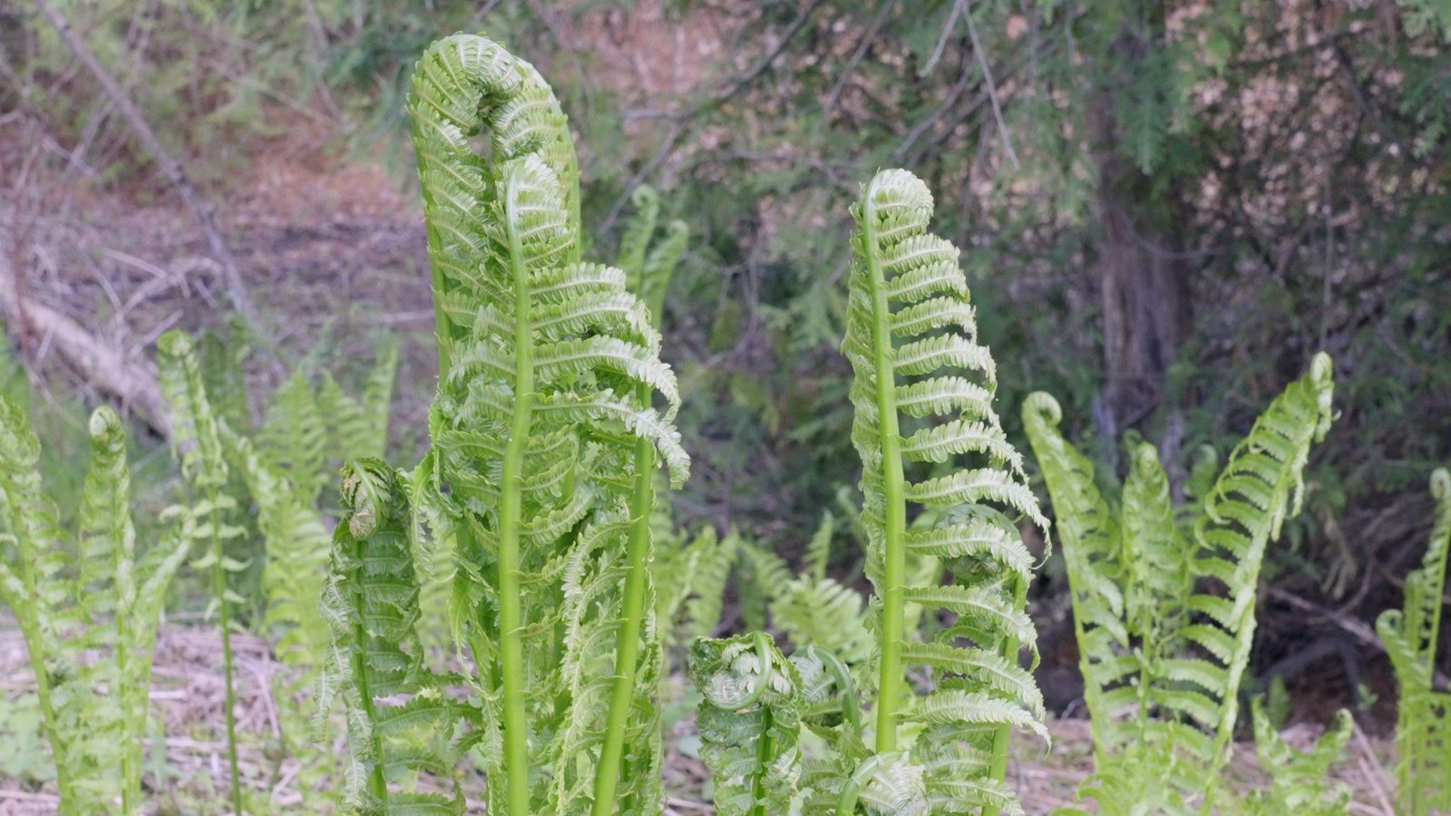 Fiddlehead ferns unfurling on a forest floor opened up to light