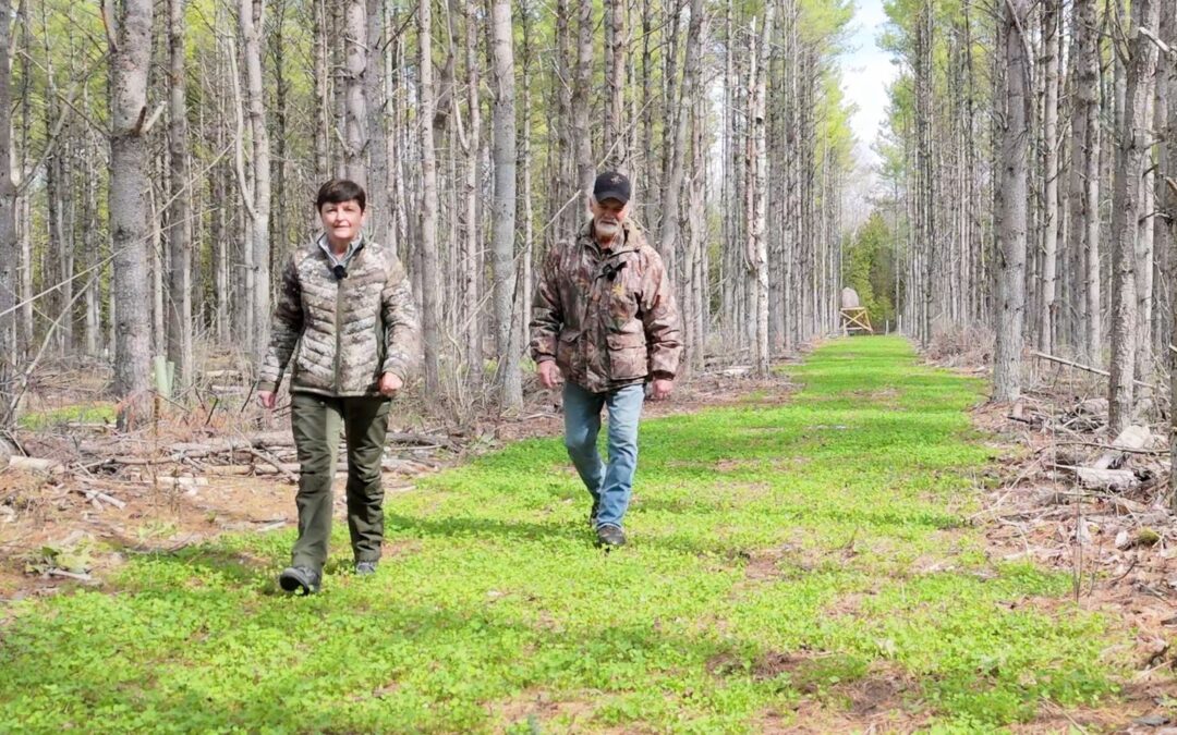 Two people walking a cleared laneway between rows of thinned pines on a restored Ontario property