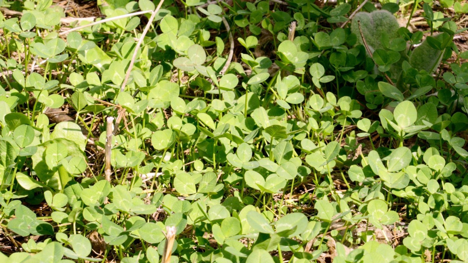 Dense green clover growing where the forest floor was once sand and pine needles